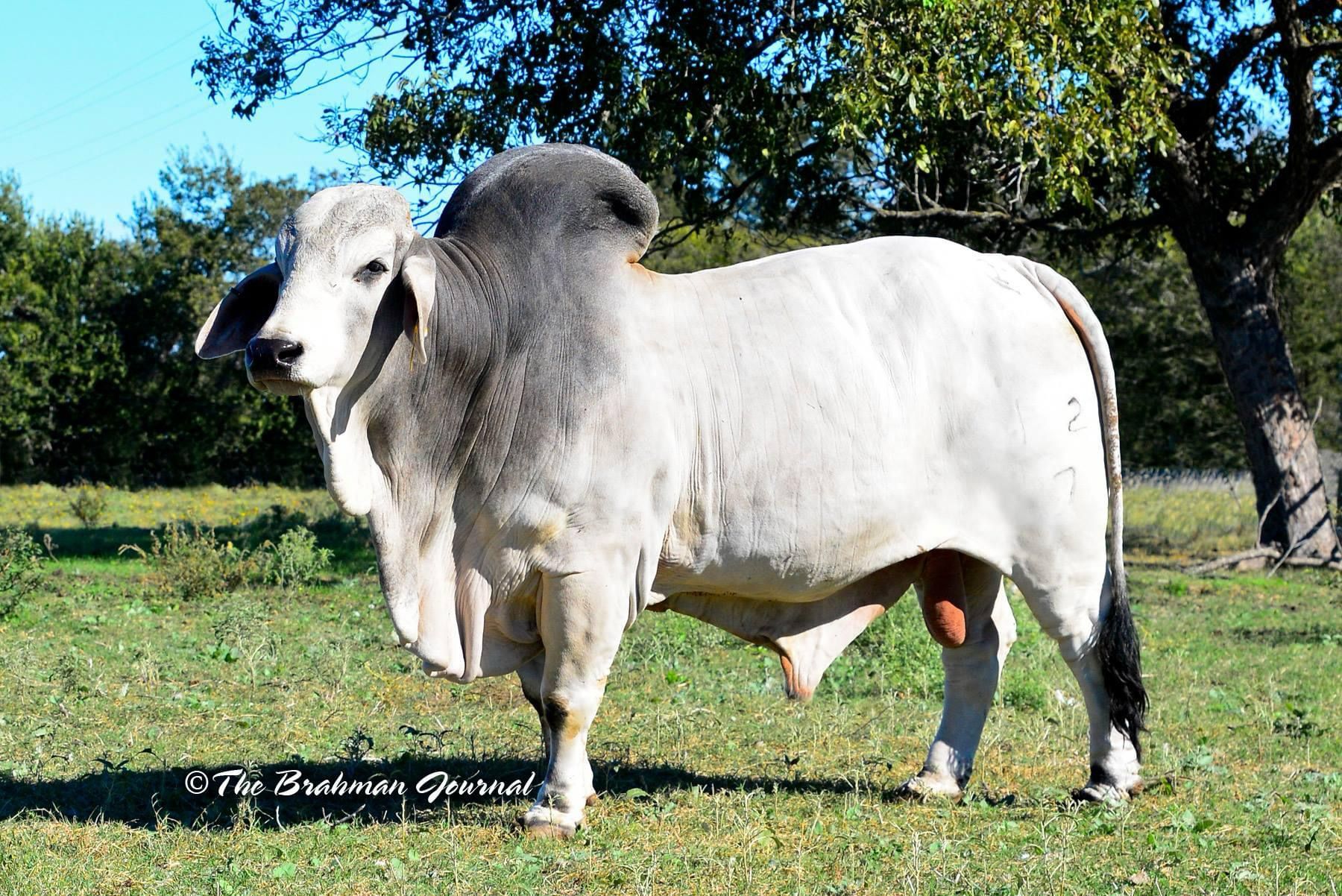 Cattle Image